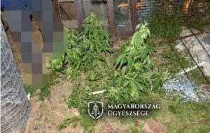 marihuana termesztés